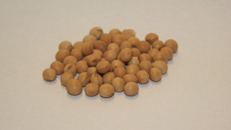 sojabonen-2